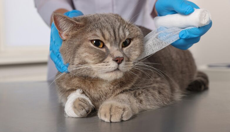 Doctor investigated for tac to his cat who fell from the roof