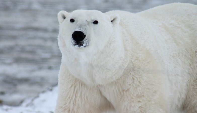 How does polar bears get hot? It is not because of the hair