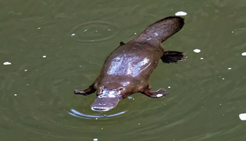 Mammals that lay eggs, sweat milk and have 10 chromosomes. The organs are bizarre beings