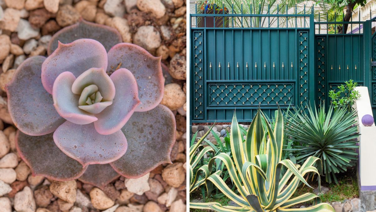 Fatty plants and succulent for flowerbed