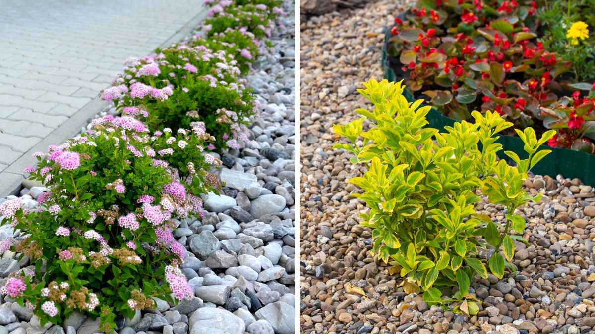 Low maintenance with shrubs with low maintenance