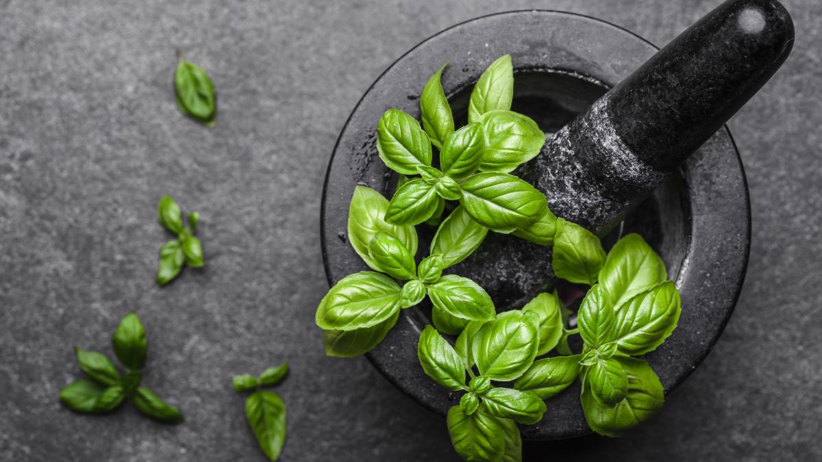 Plant the basil on the balcony: here's when to do it