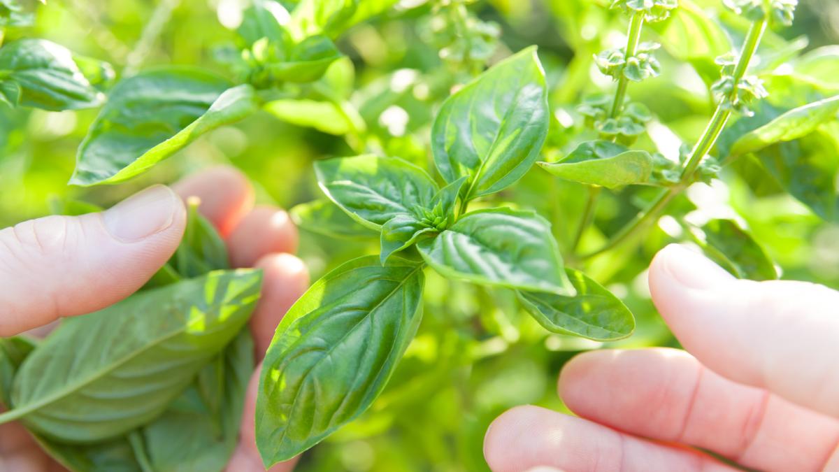 How to make the supermarket basil live