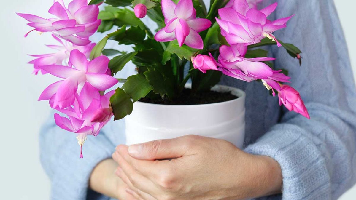 Christmas cactus abundant flowering