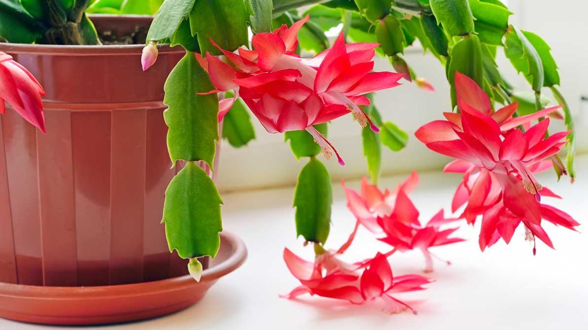 Christmas Cactus Fiori