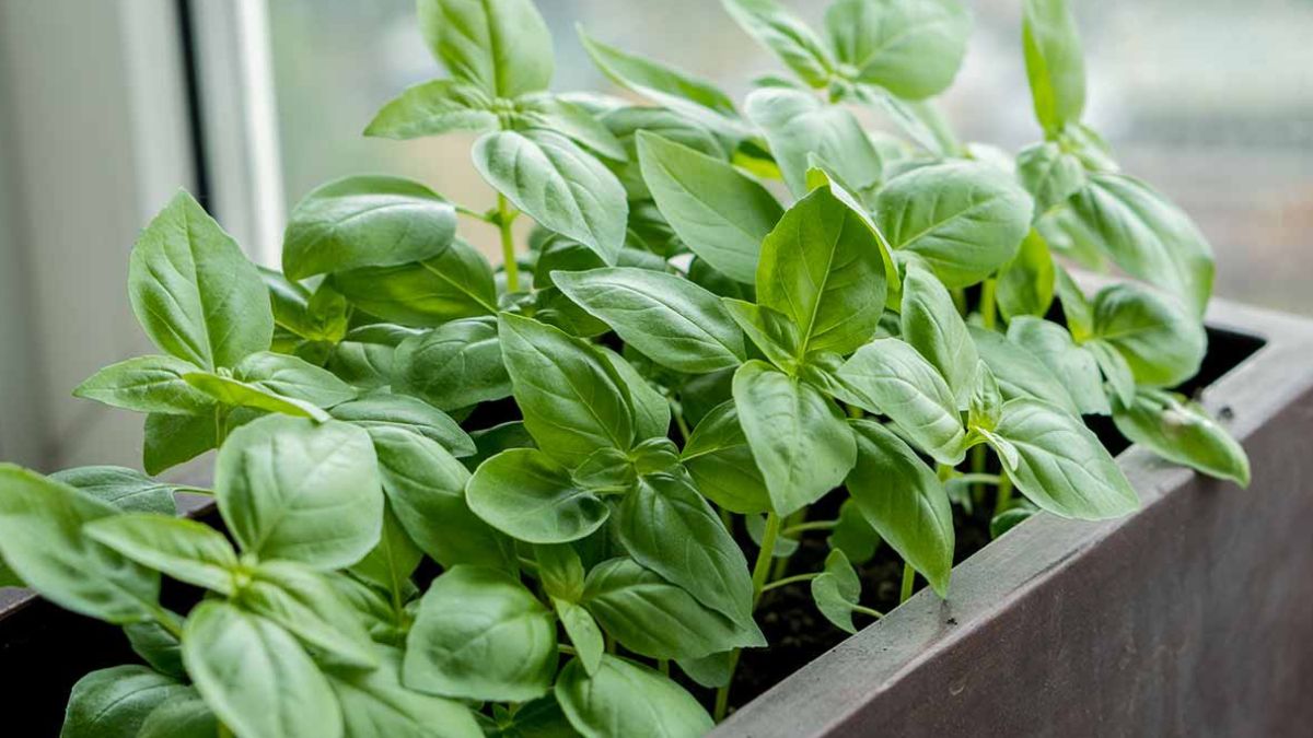 Arctic basil