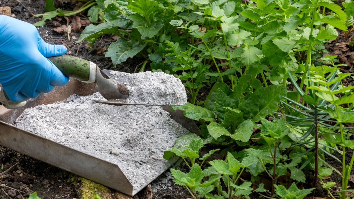 Ash of the pellet stove in the garden