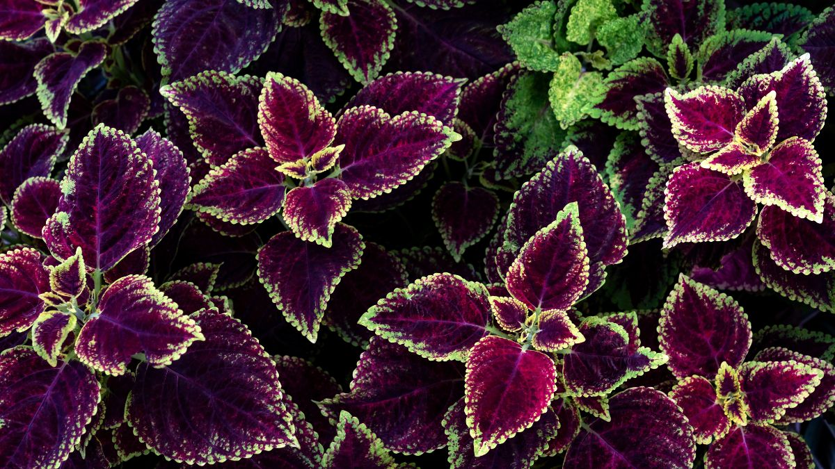 How to cure Coleus