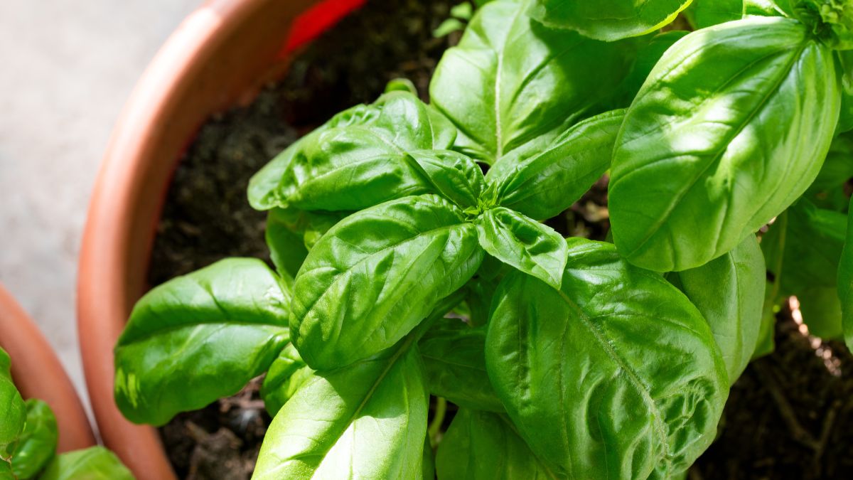 Grow basil at home