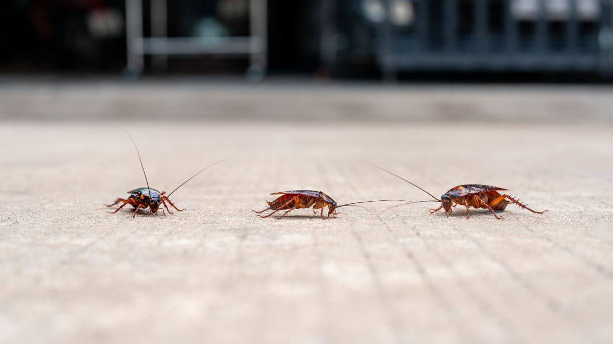 Enough insects in the house