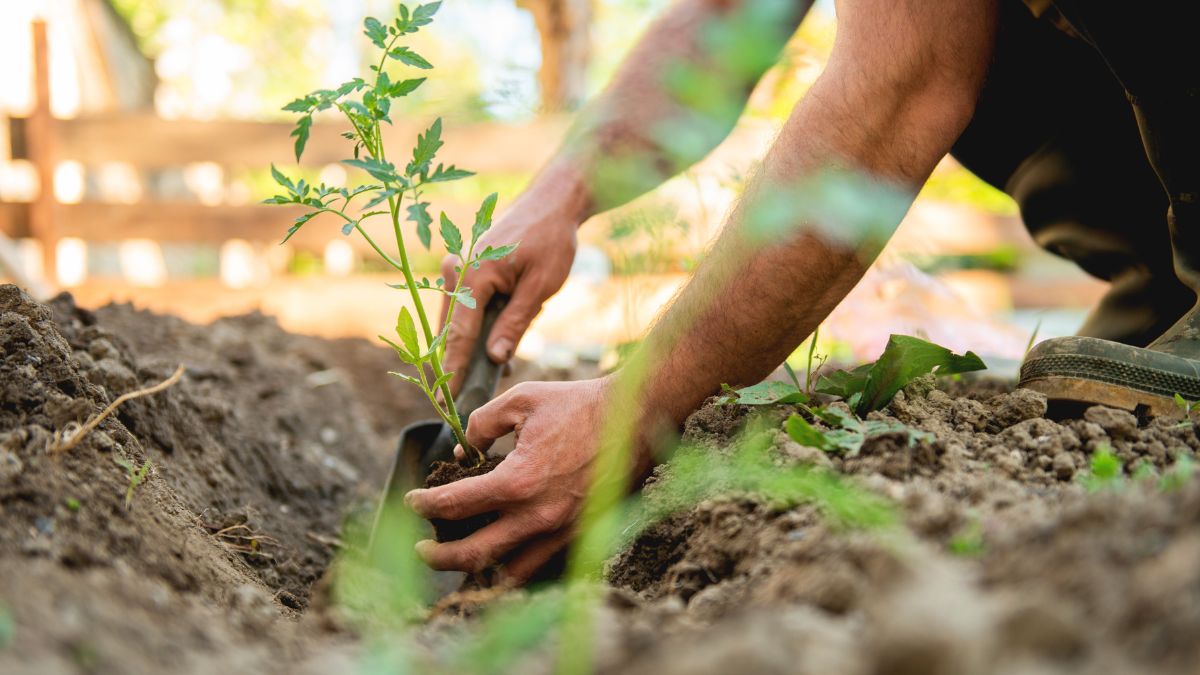 Sow tomatoes