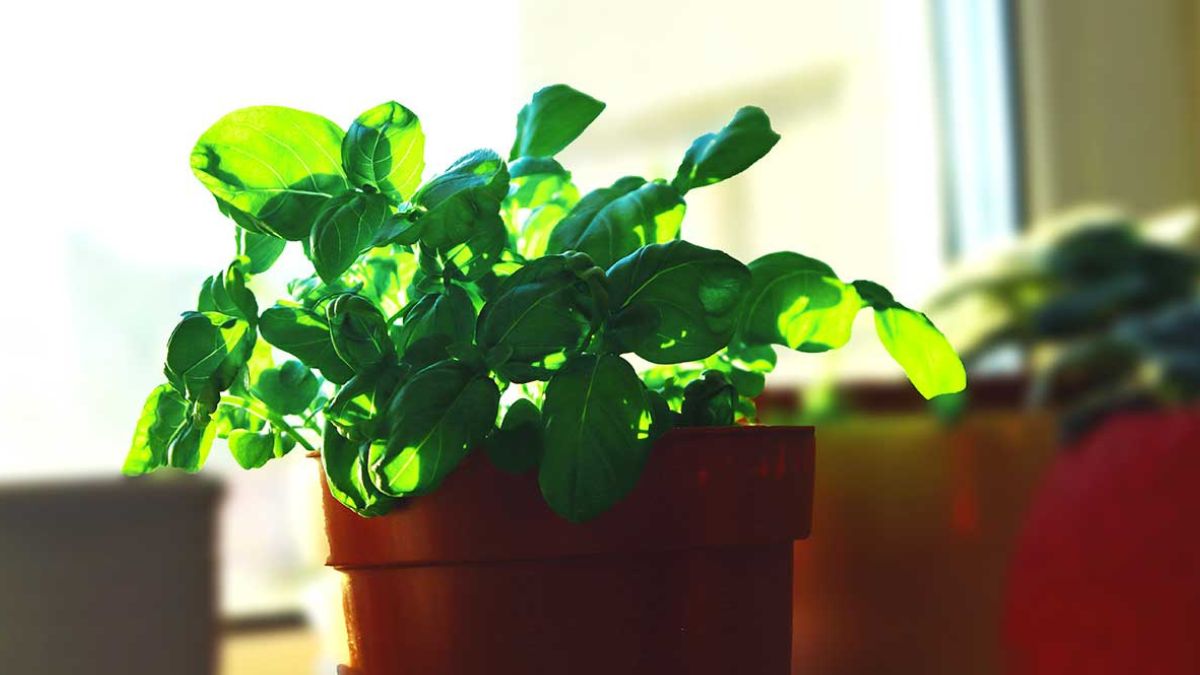 Basil in pots