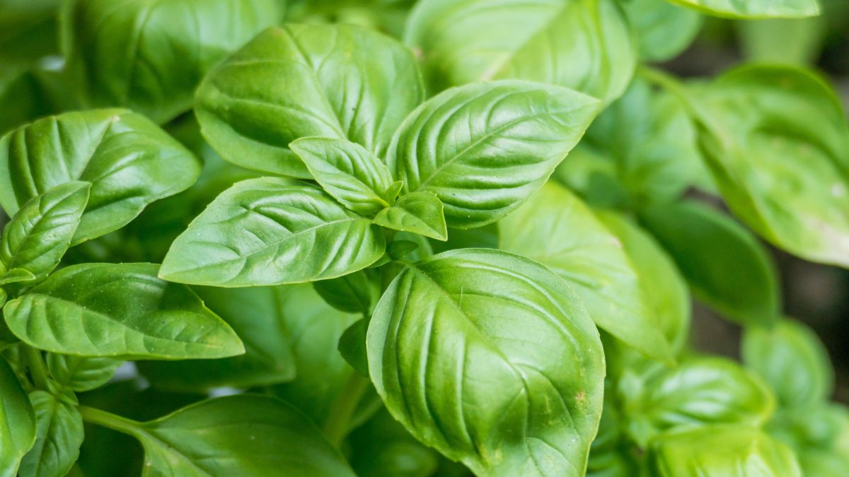 Trick to water the basil correctly