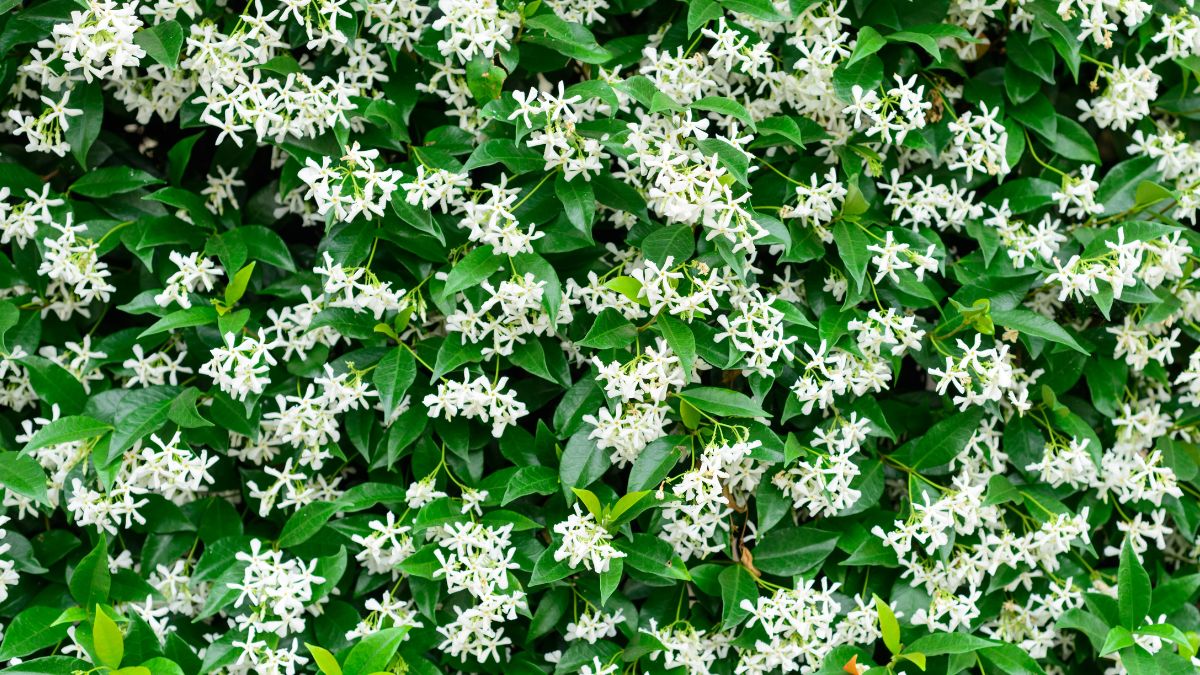 Pruning jasmine