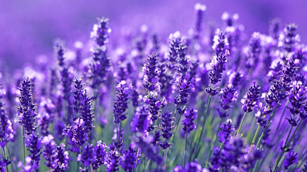 Pruning to make lavender flourish