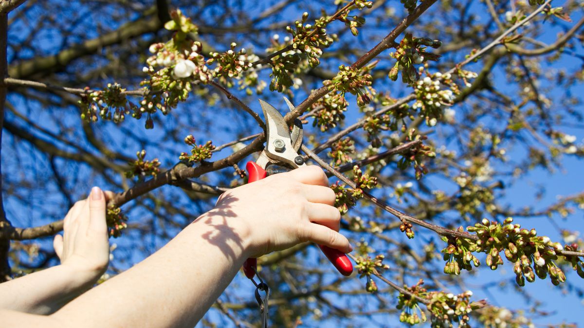 Cherry pruning