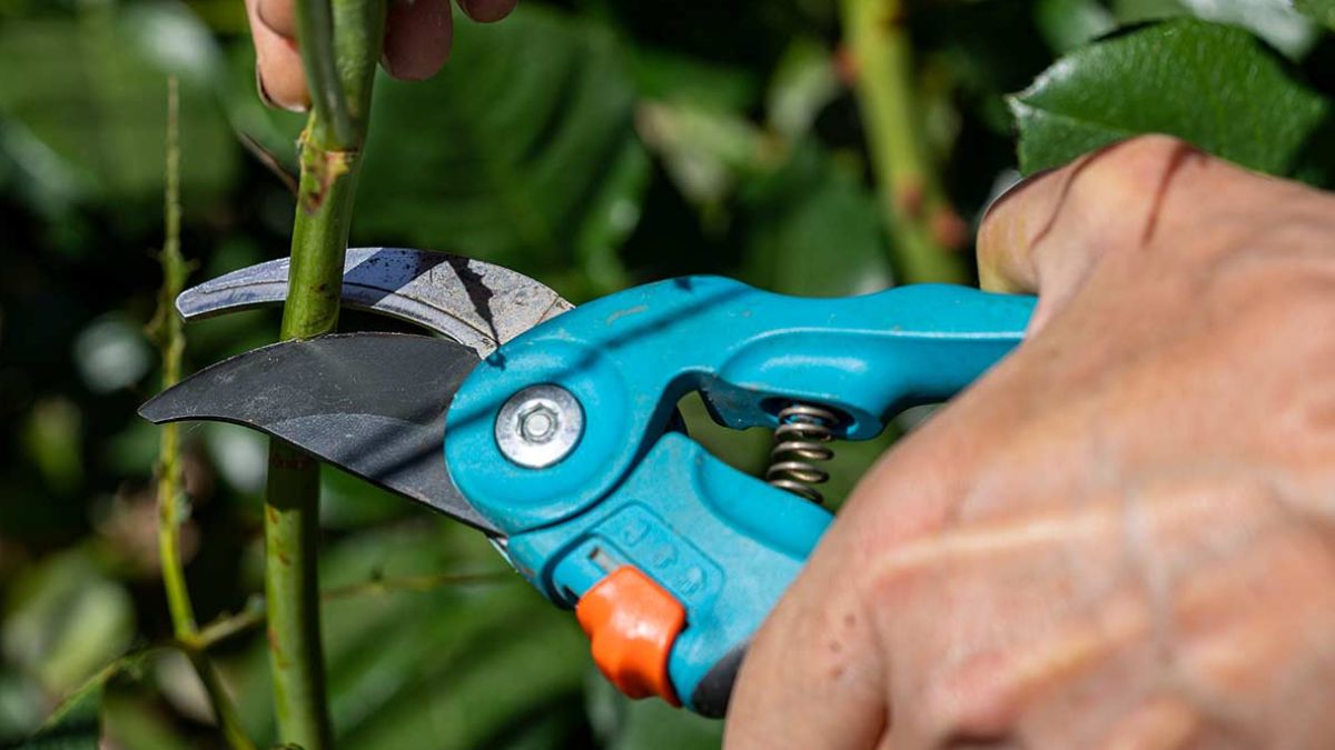 Pruning of the roses