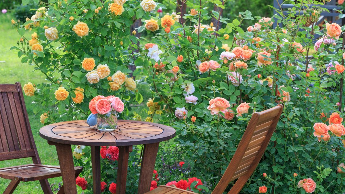 How to fertilize the roses