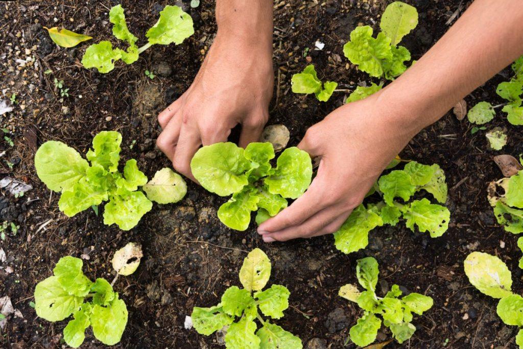 Seedlings cultivation