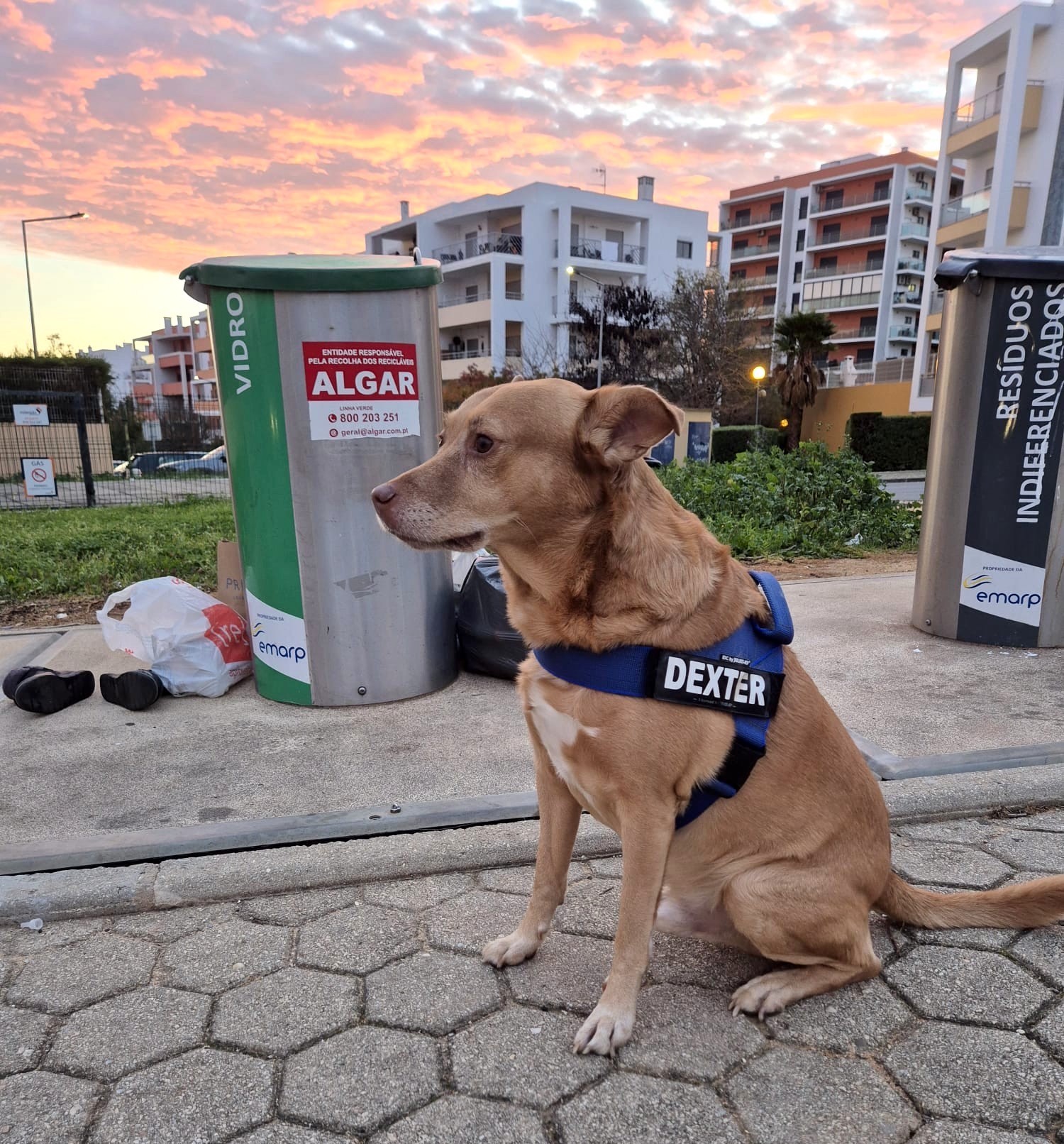 The dog Jackie and her team want to make Portimão cleaner and friendly from the animals