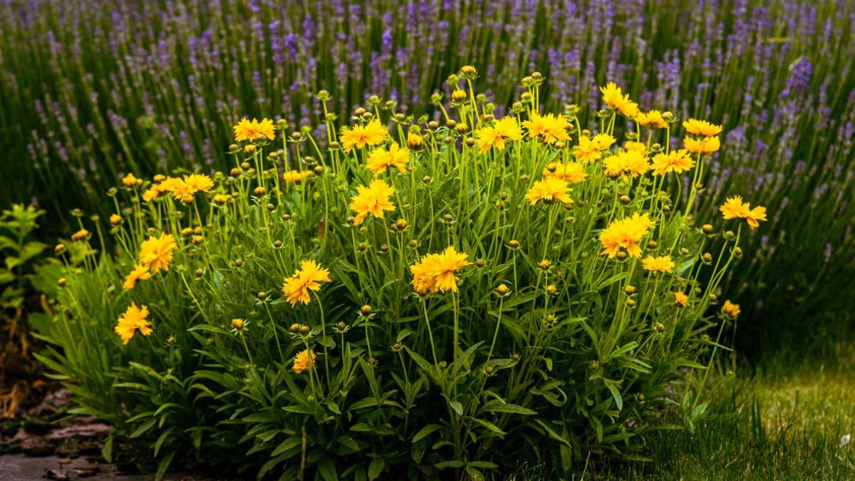 5 varieties of yellow flowers for flower beds