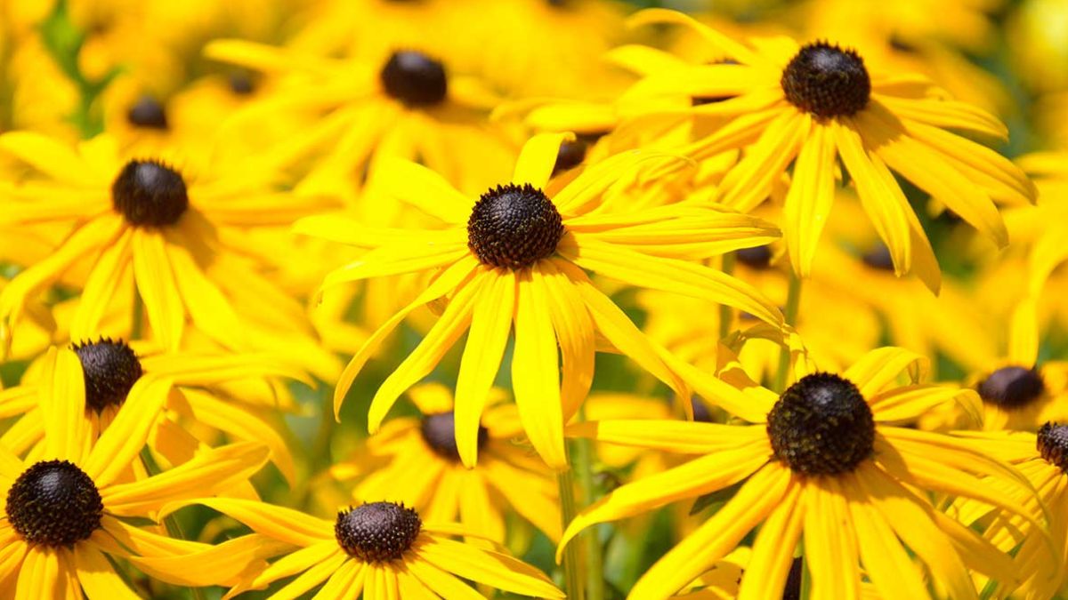 Yellow flowers for flower beds