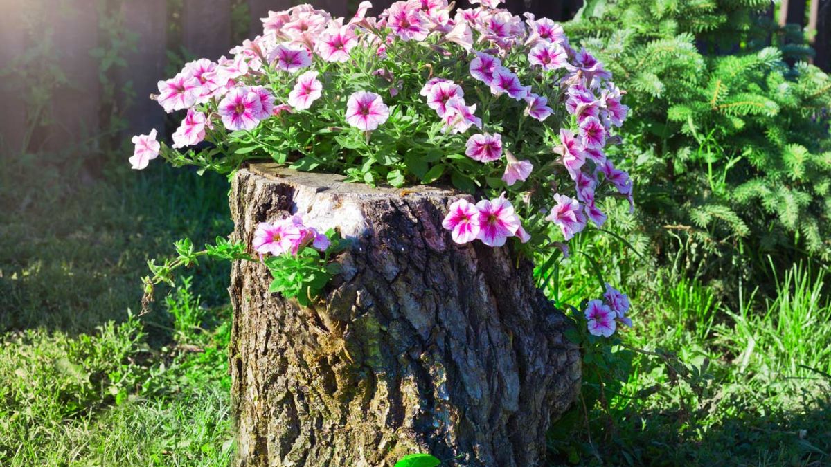 Old tree trunk in a planter