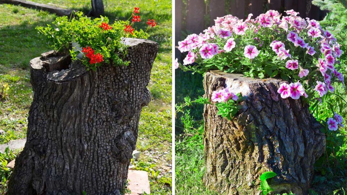 DIY planters with tree trunks