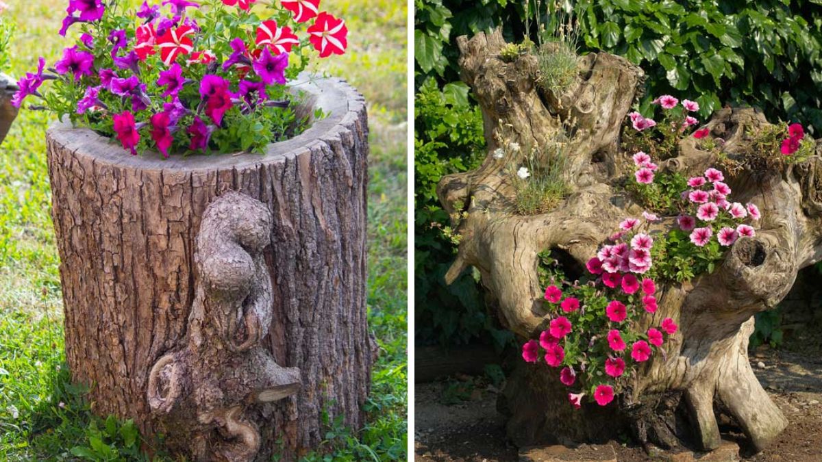 Planters with tree trunks