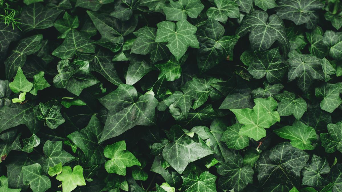 5 tips to cultivate the ivy