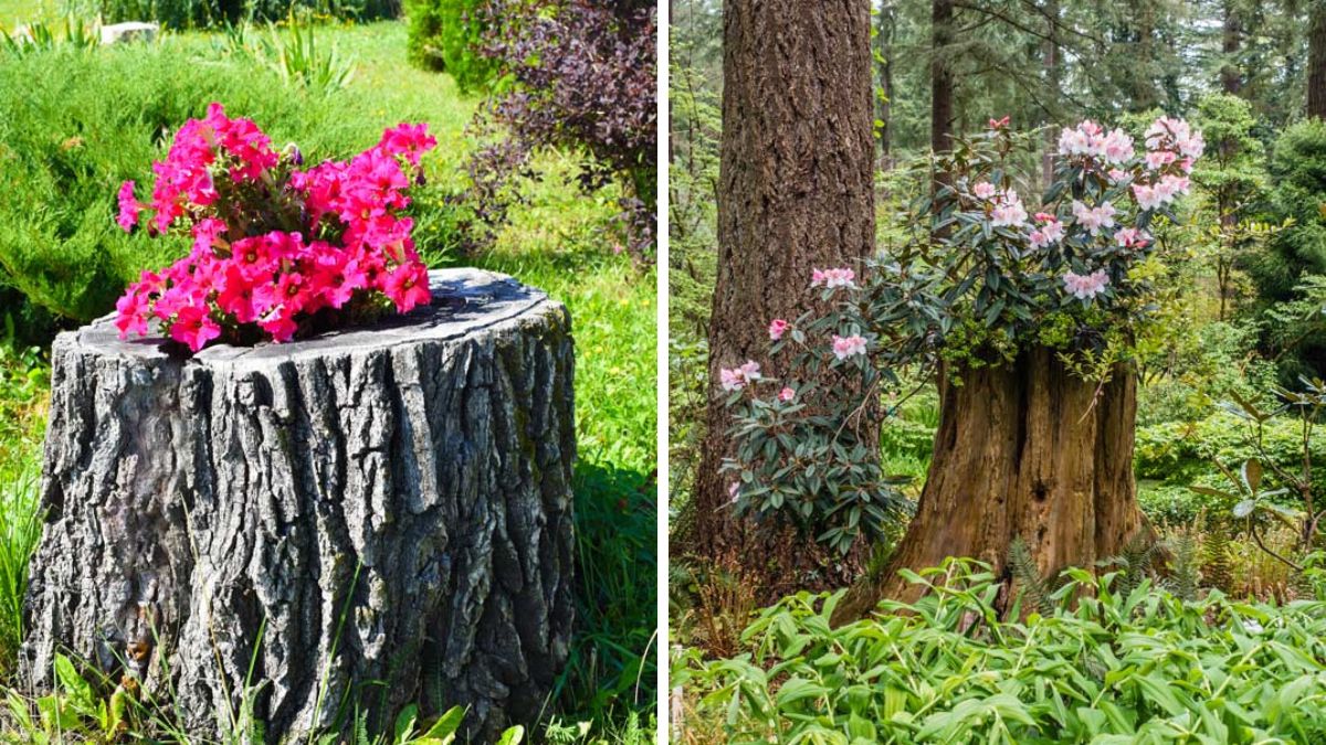 Planters with trunks