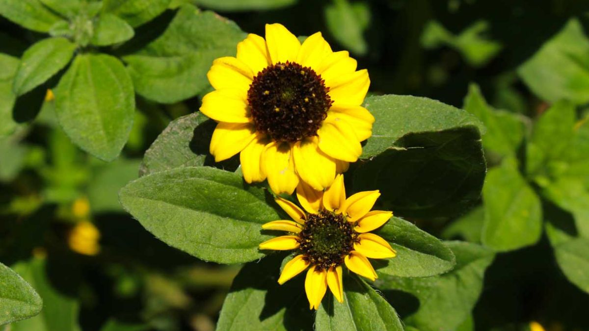 5 varieties of yellow flowers for flower beds