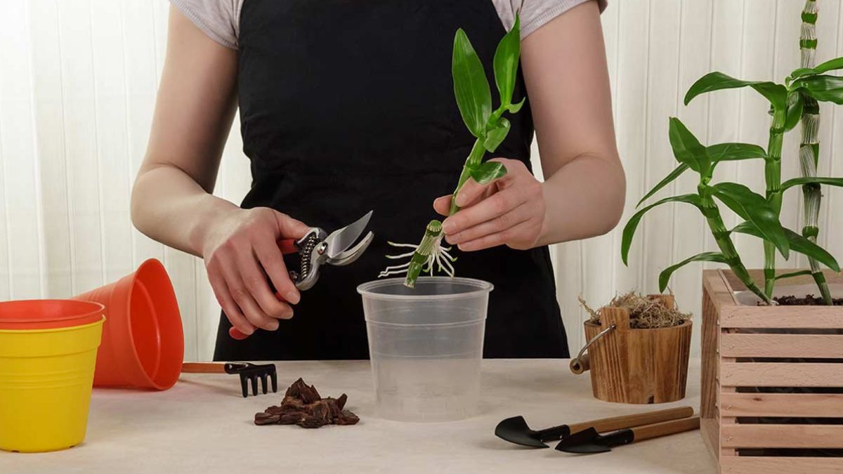 How to multiply orchids at home