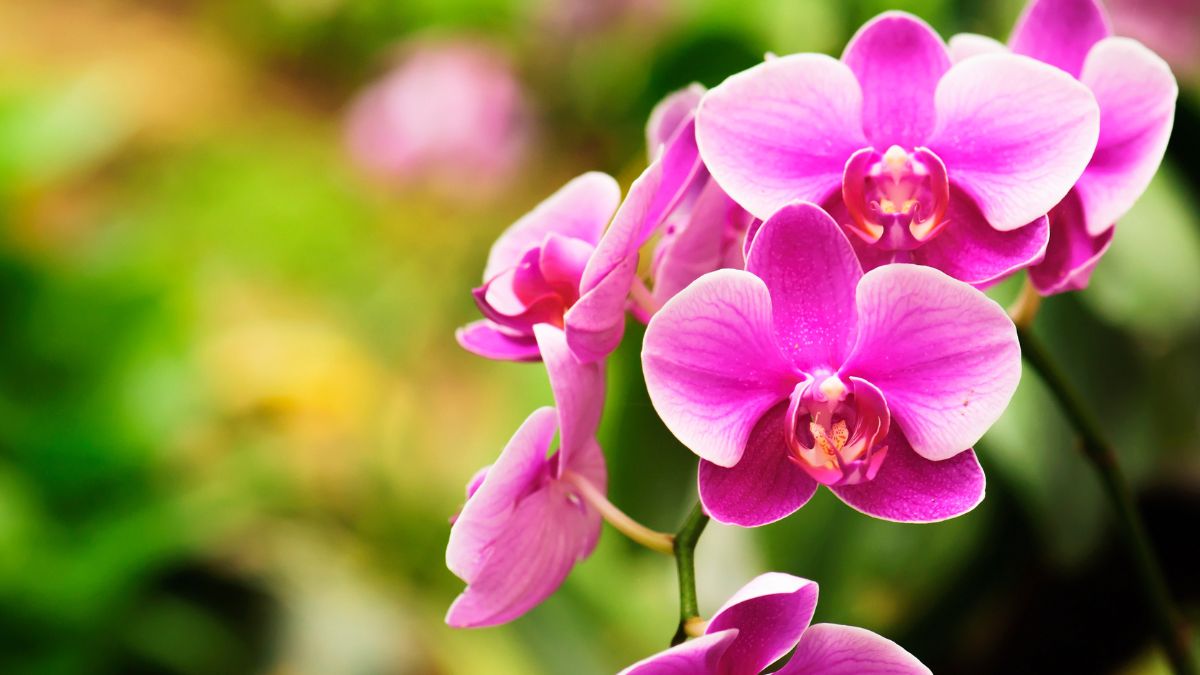 Make an orchid flourish