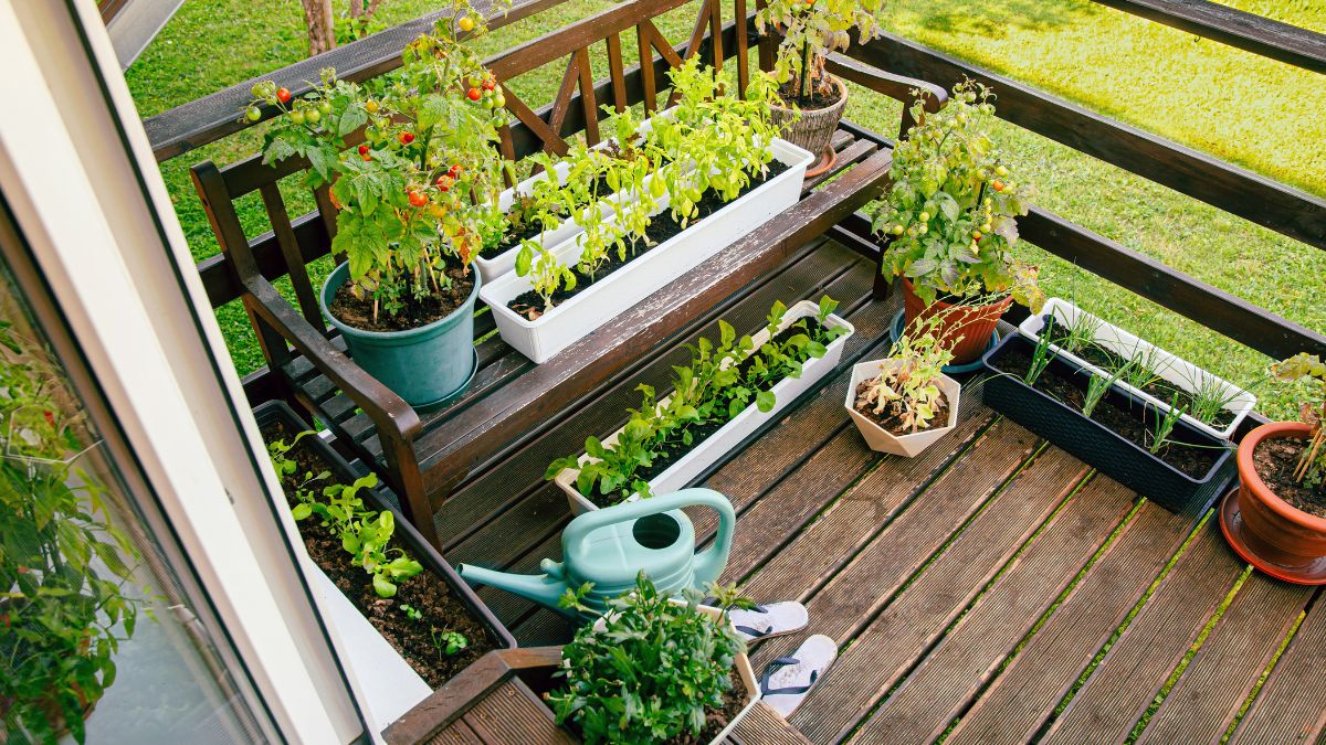 Vegetable garden on the balcony in winter