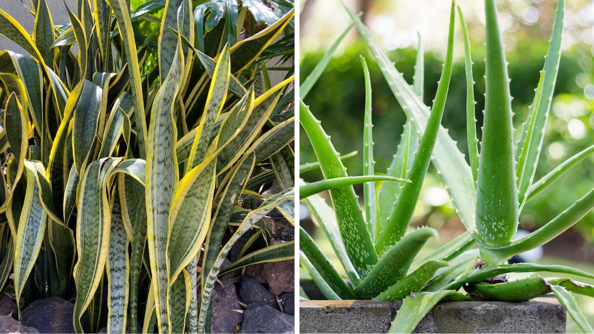 Fatty plants who love shadow