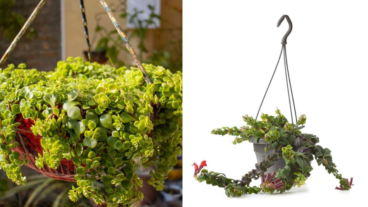 Suspended planters suitable plants