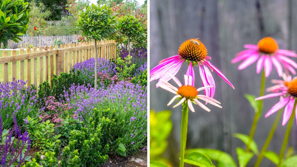 Flower bed with perennial plants