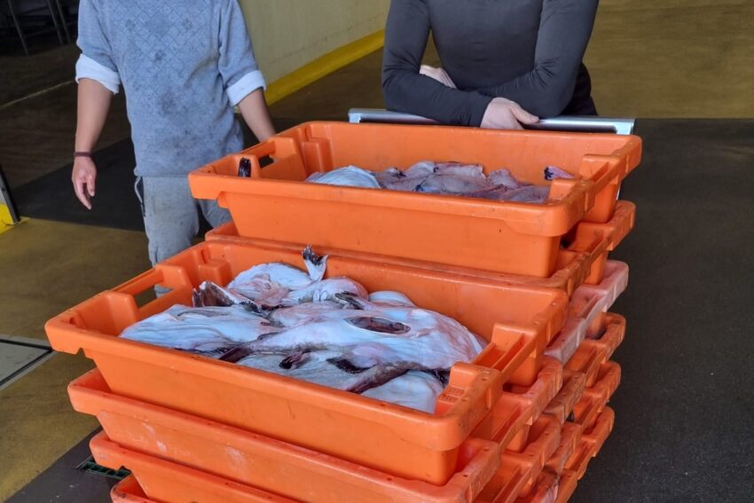 Maritime Police of Portimão seizes 235 kg of drum in the fishing port of Arade