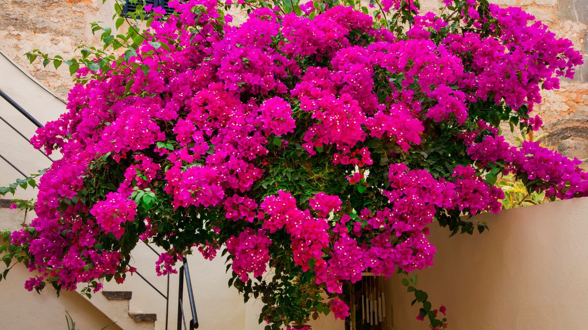 How to prune Bougainville