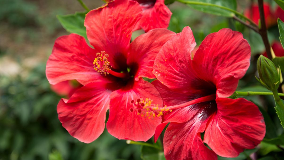 How to prune the hibiscus