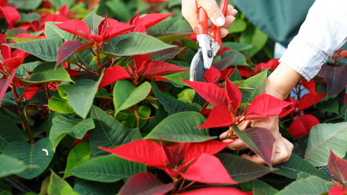 Prune the Christmas star to make it last