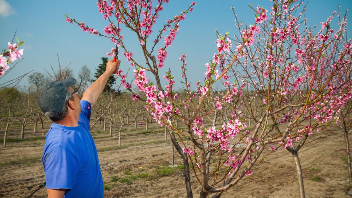 The pruning of the albicocco