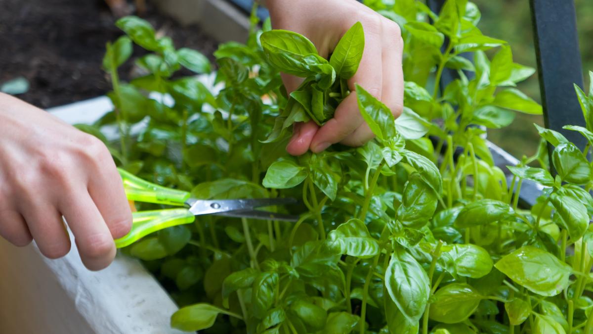 How to prune the basil correctly