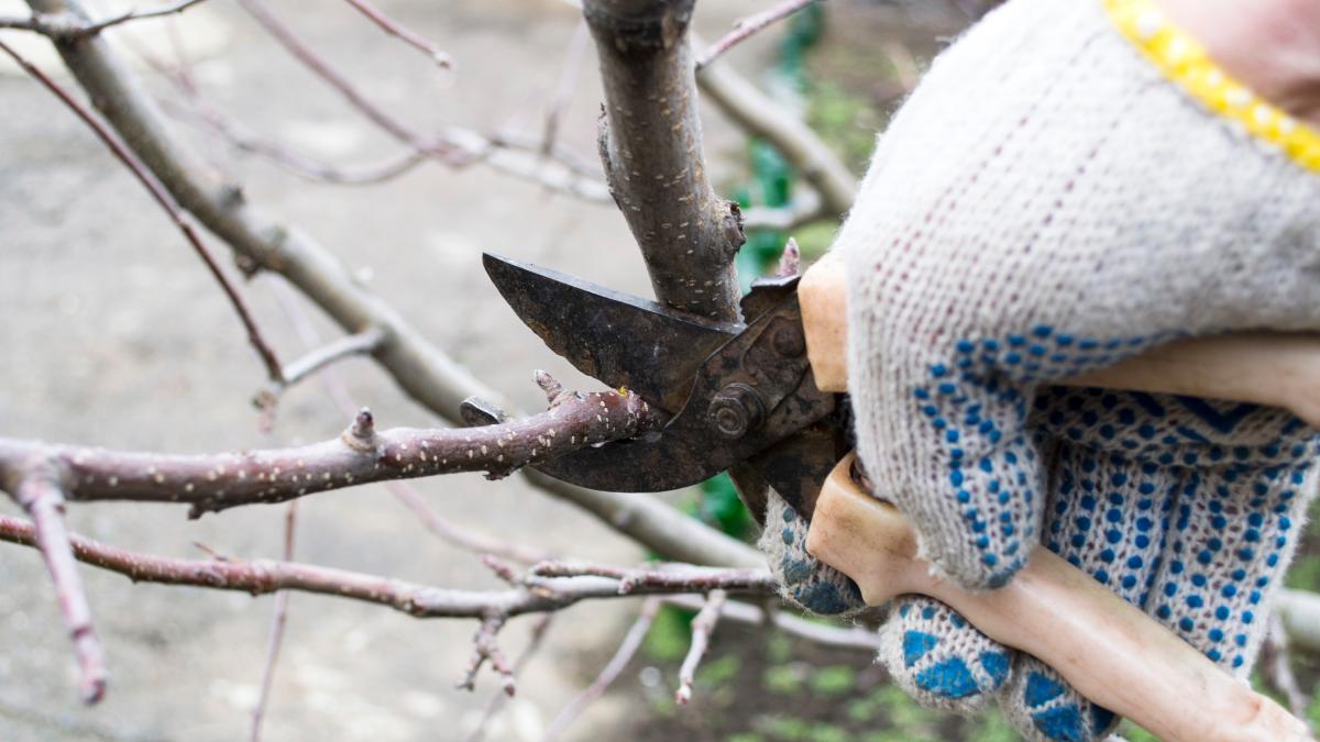 When to prune the peach to not ruin the plant 