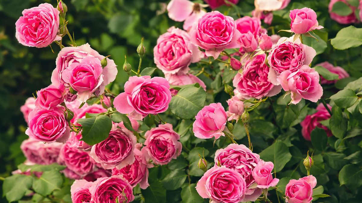 Perfect moment to prune the roses