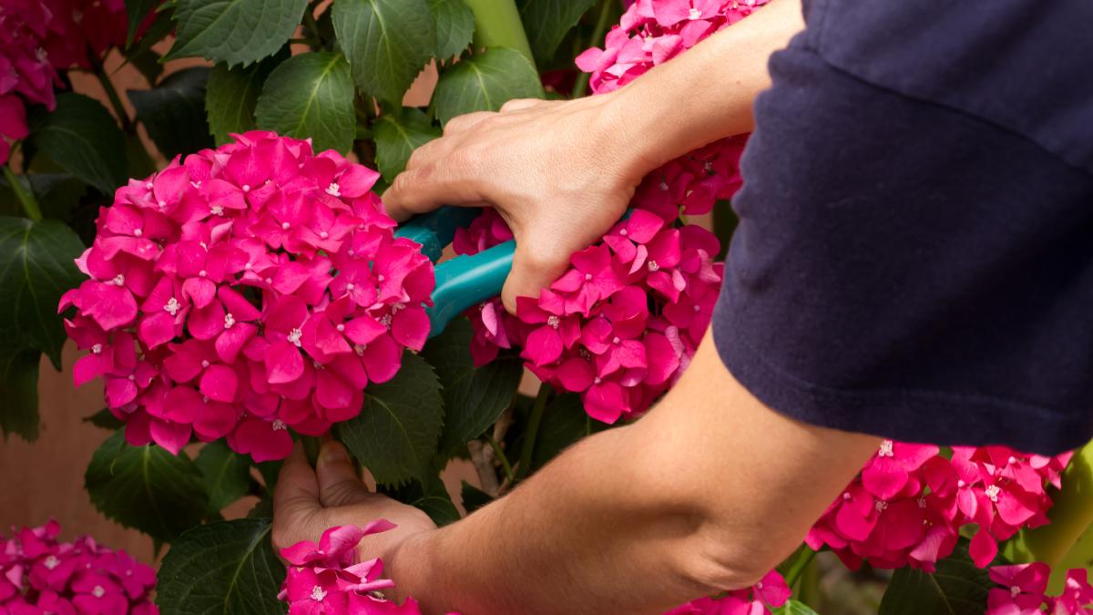 When to prune hydrangea