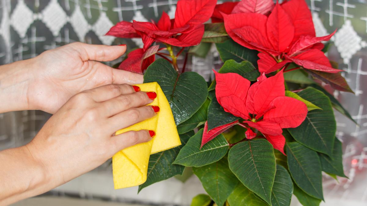How to take care of the Christmas star 