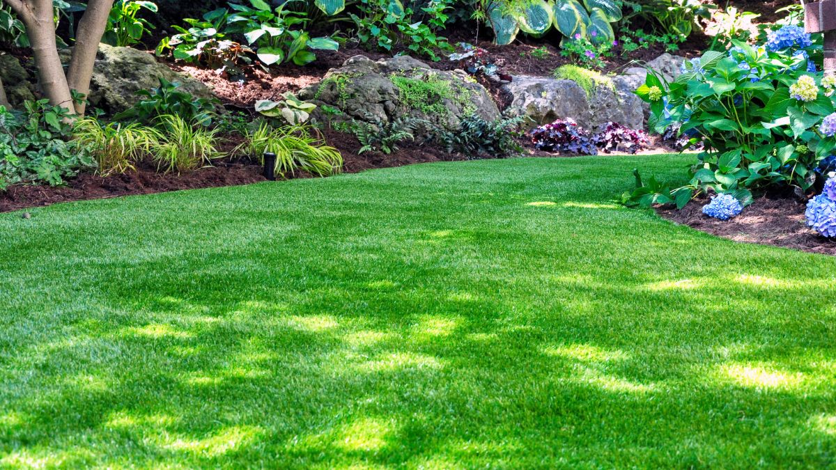 How to sow the lawn in the garden