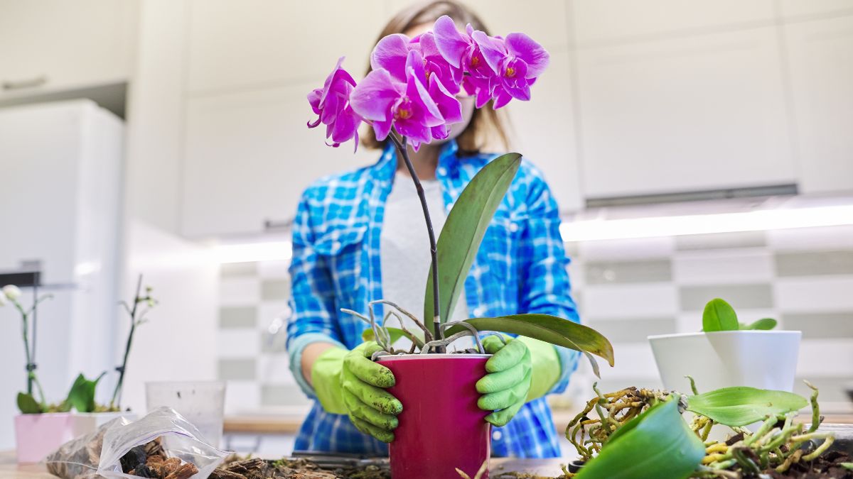 Orchid with dry roots solutions